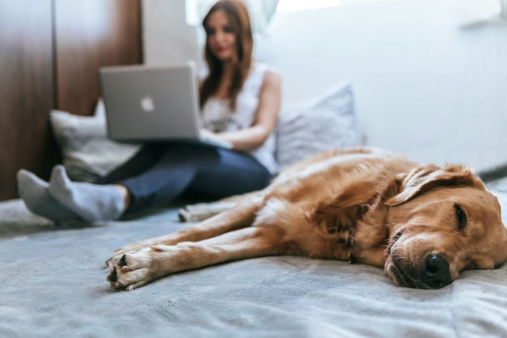 a dog sleeping 