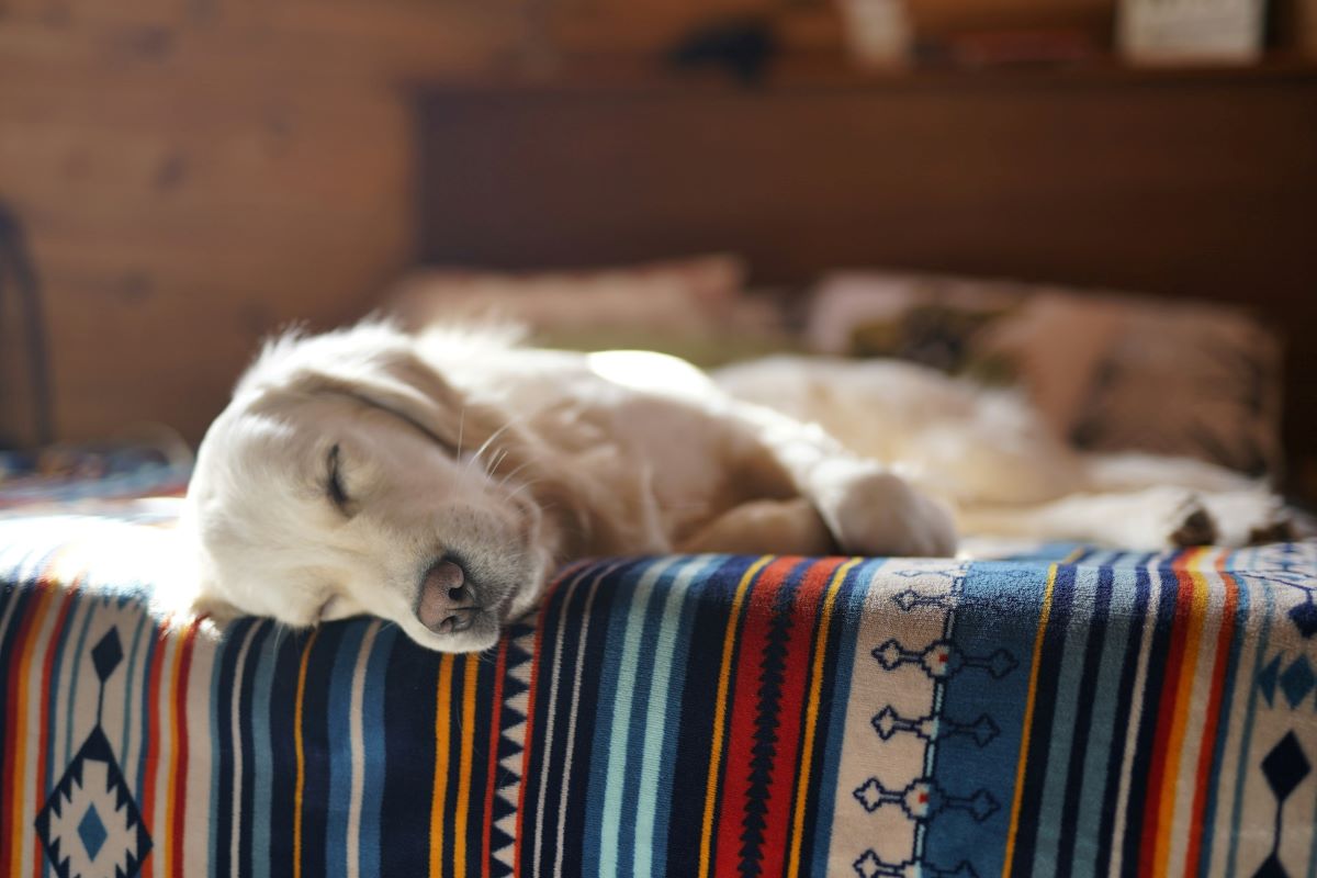 A question that continues to intrigue us, do dogs actually dream?