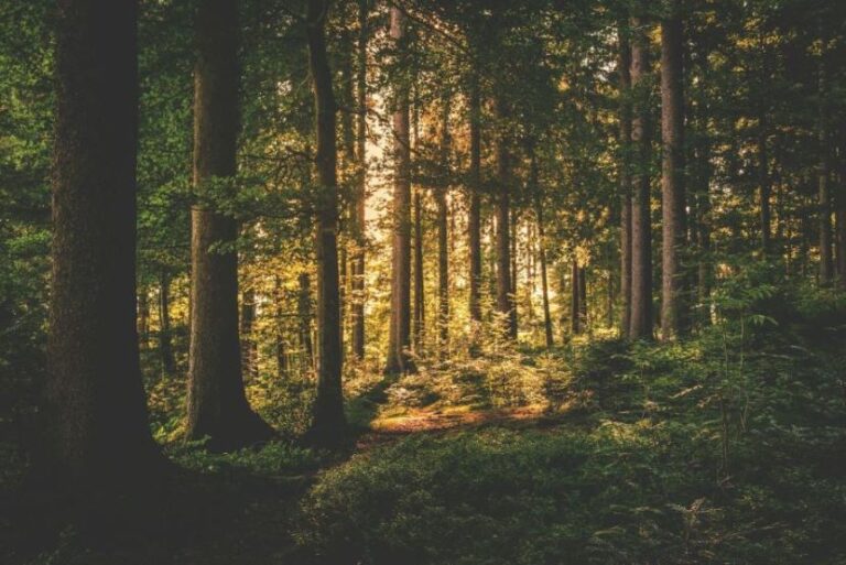 A sunlit grove in the middle of a forest.