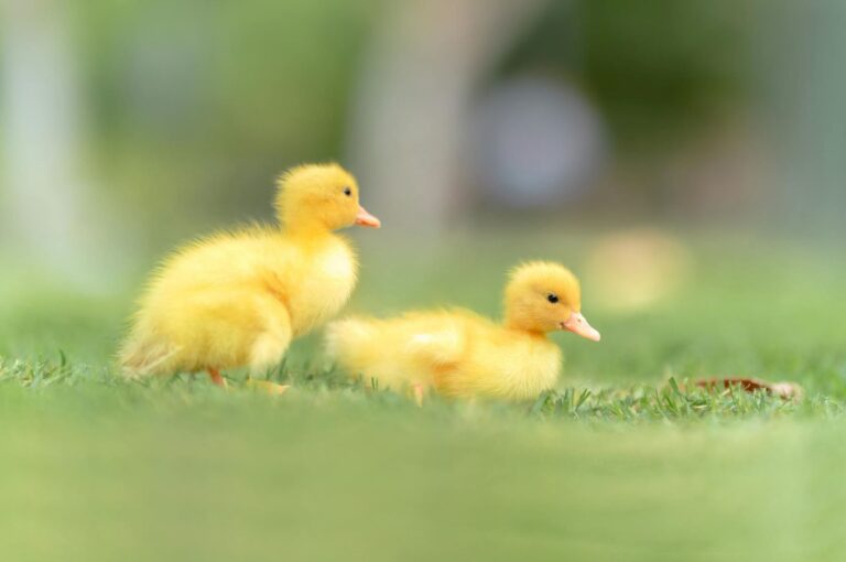 Two yellow ducklings on the grassland.