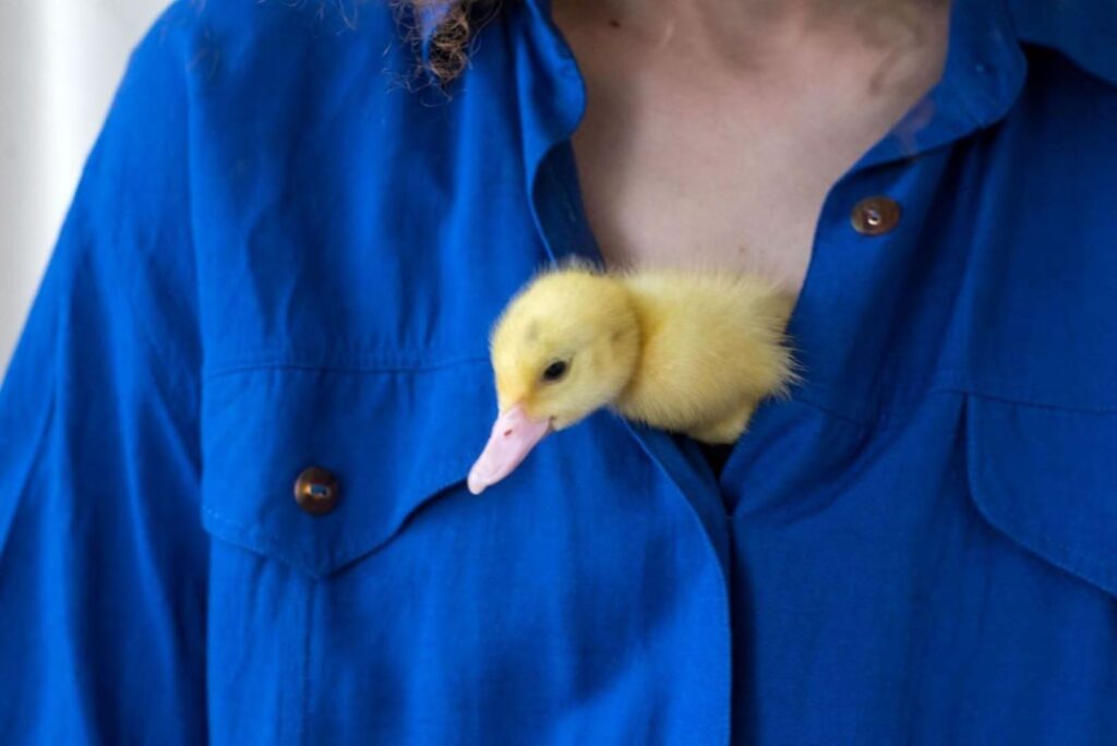 A little duckling on the shirt of a person.