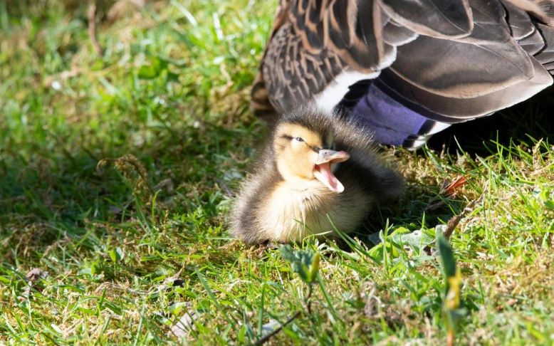 A duckling along with its mother.