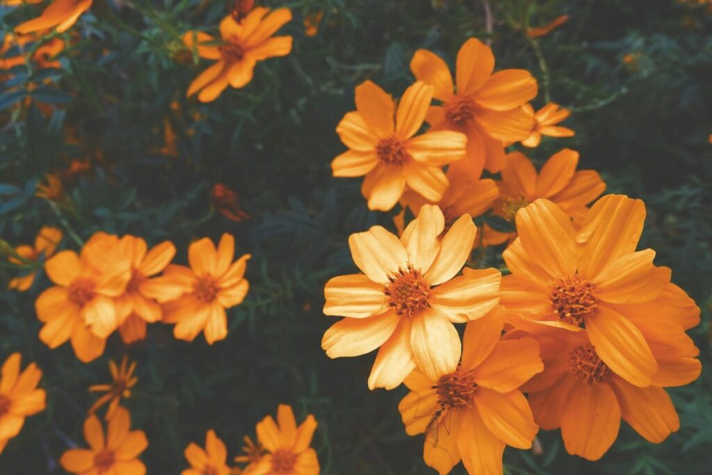 a photo of orange flowers